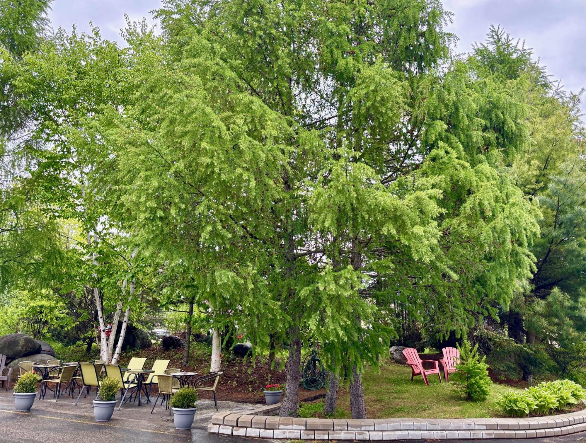 Motel Boutique Hygge Baie-Saint-Paul Bagian luar foto